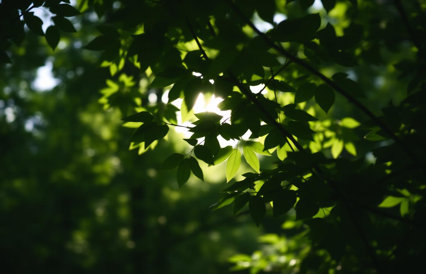 Sunlight through green forest leaves